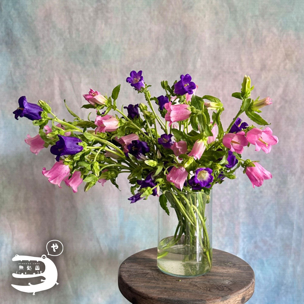 Campanula medium : A-1stem / B-3stems