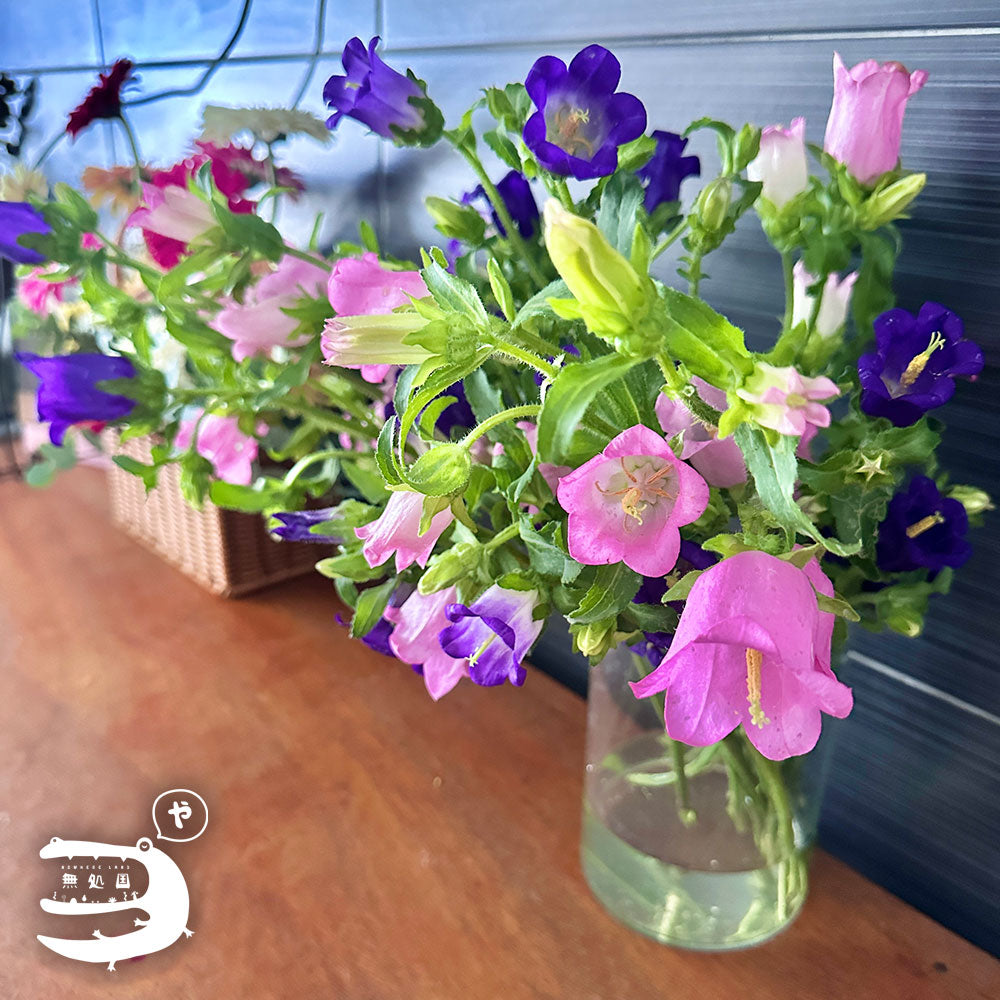 Campanula medium : A-1stem / B-3stems