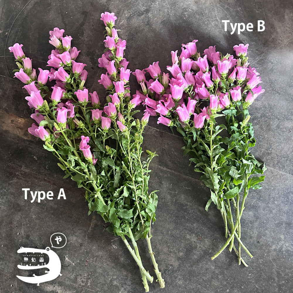 Campanula medium : A-1stem / B-3stems