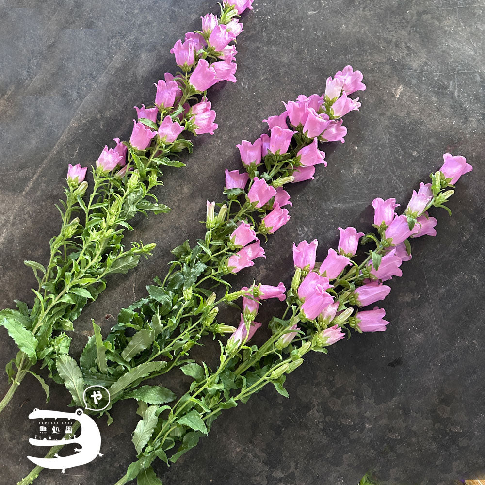 Campanula medium : A-1stem / B-3stems
