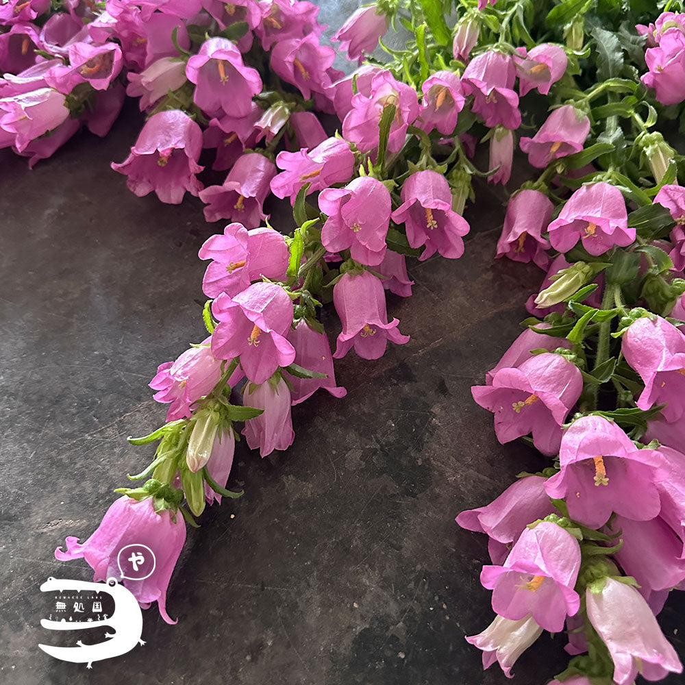 Campanula medium : A-1stem / B-3stems