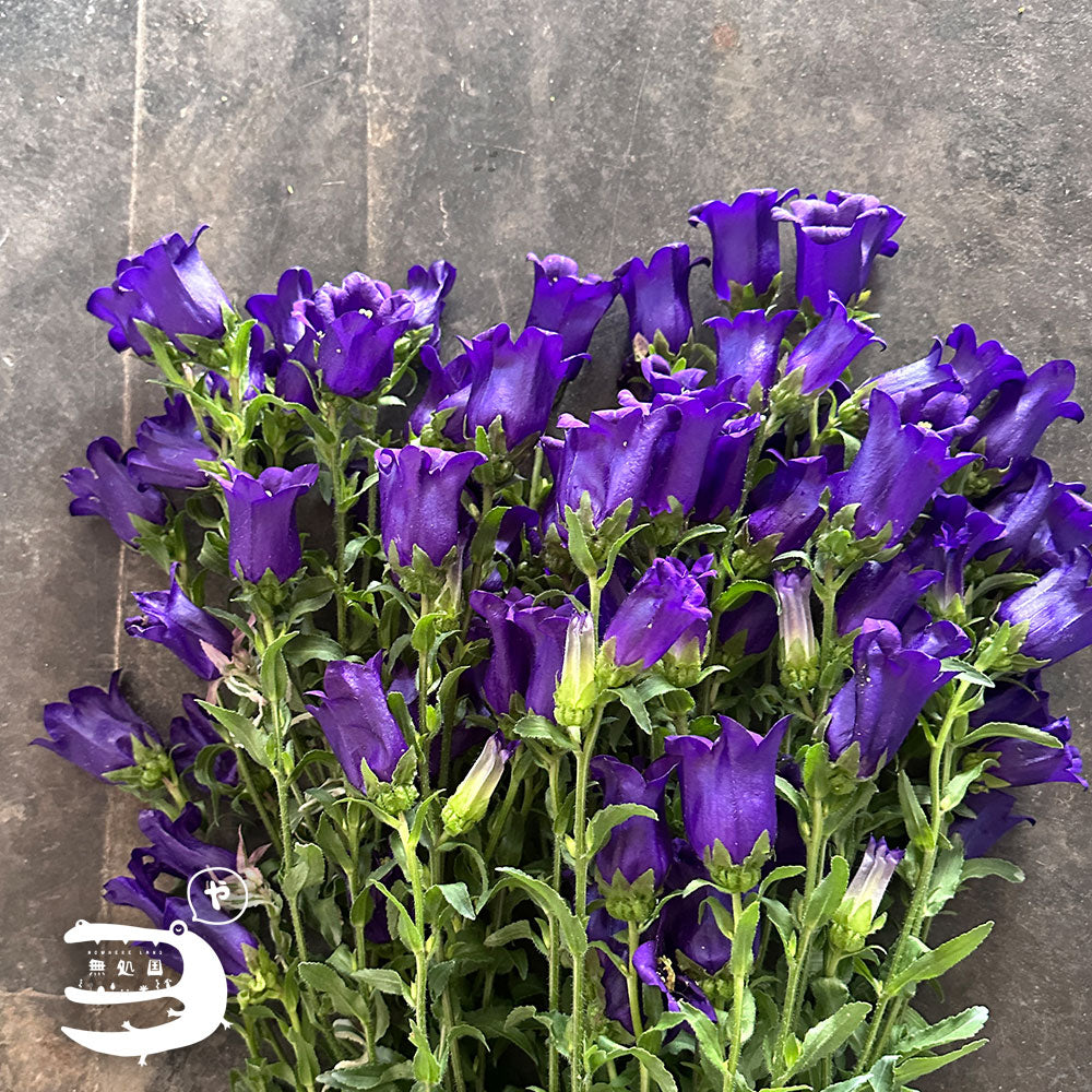 Campanula medium : A-1stem / B-3stems