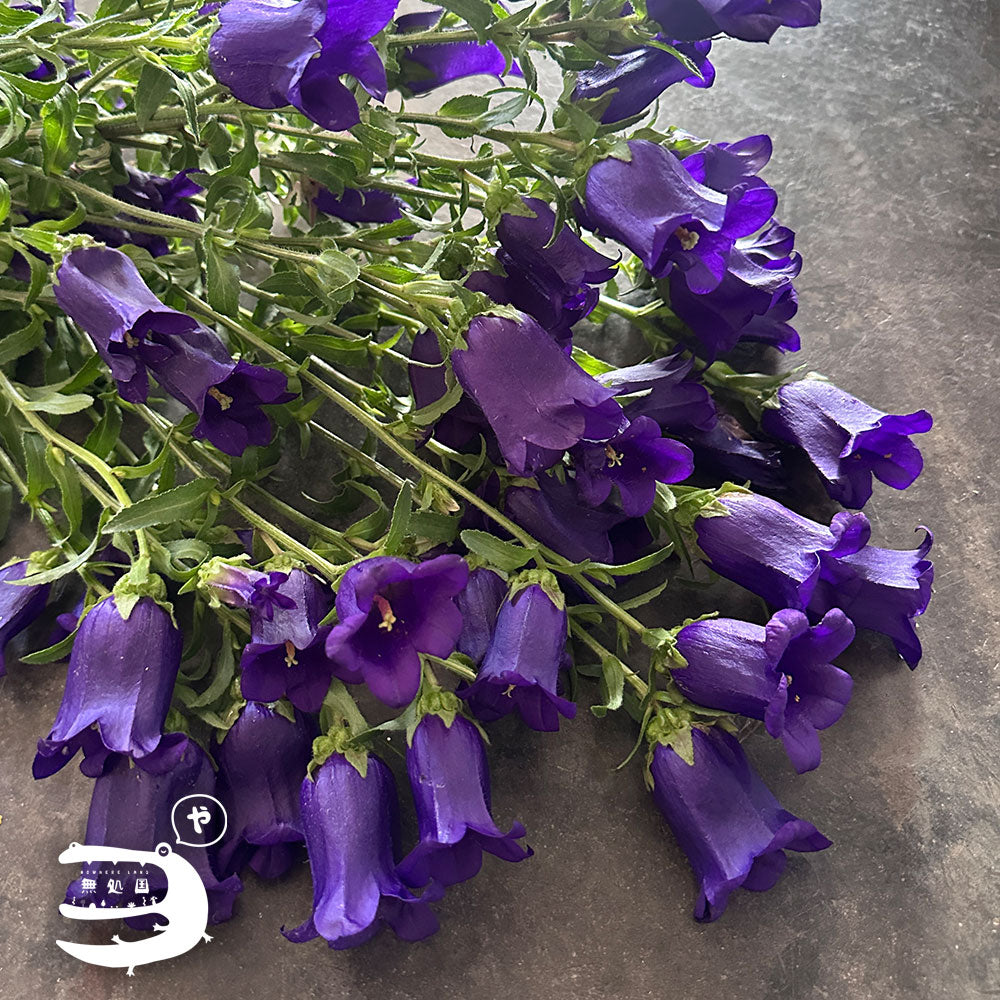 Campanula medium : A-1stem / B-3stems