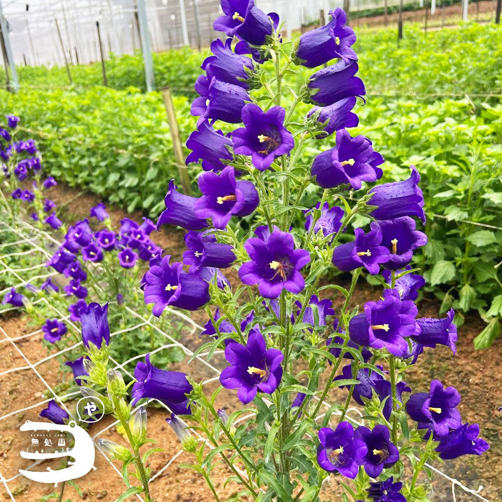 Campanula medium : A-1stem / B-3stems