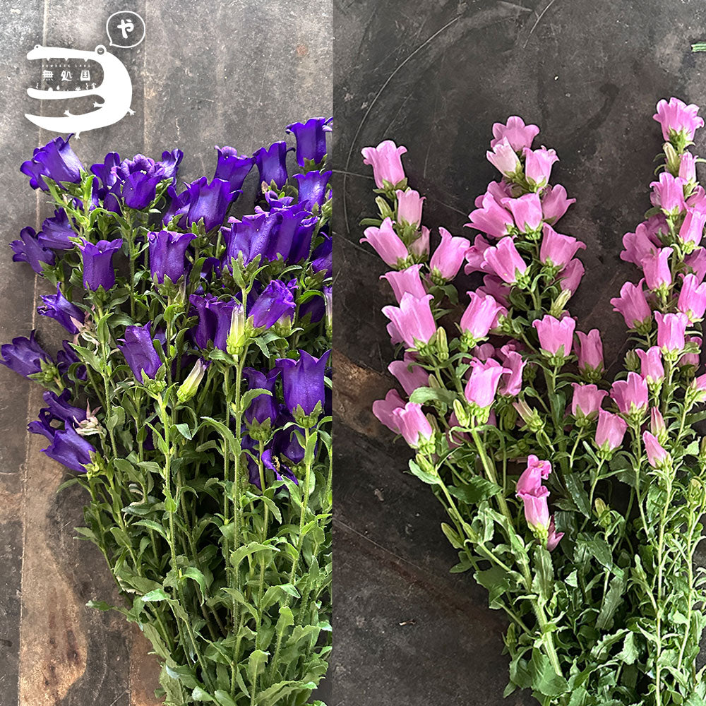 Campanula medium : A-1stem / B-3stems