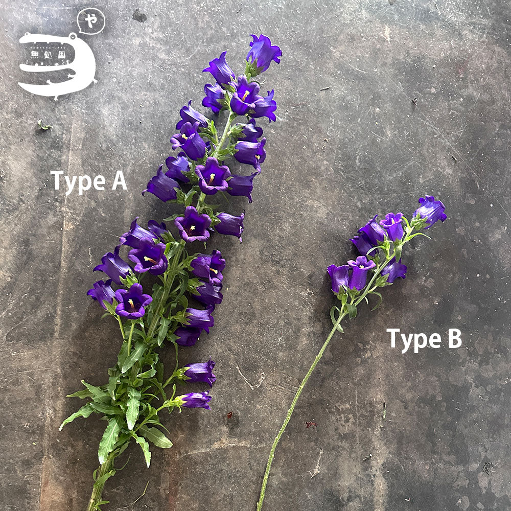 Campanula medium : A-1stem / B-3stems