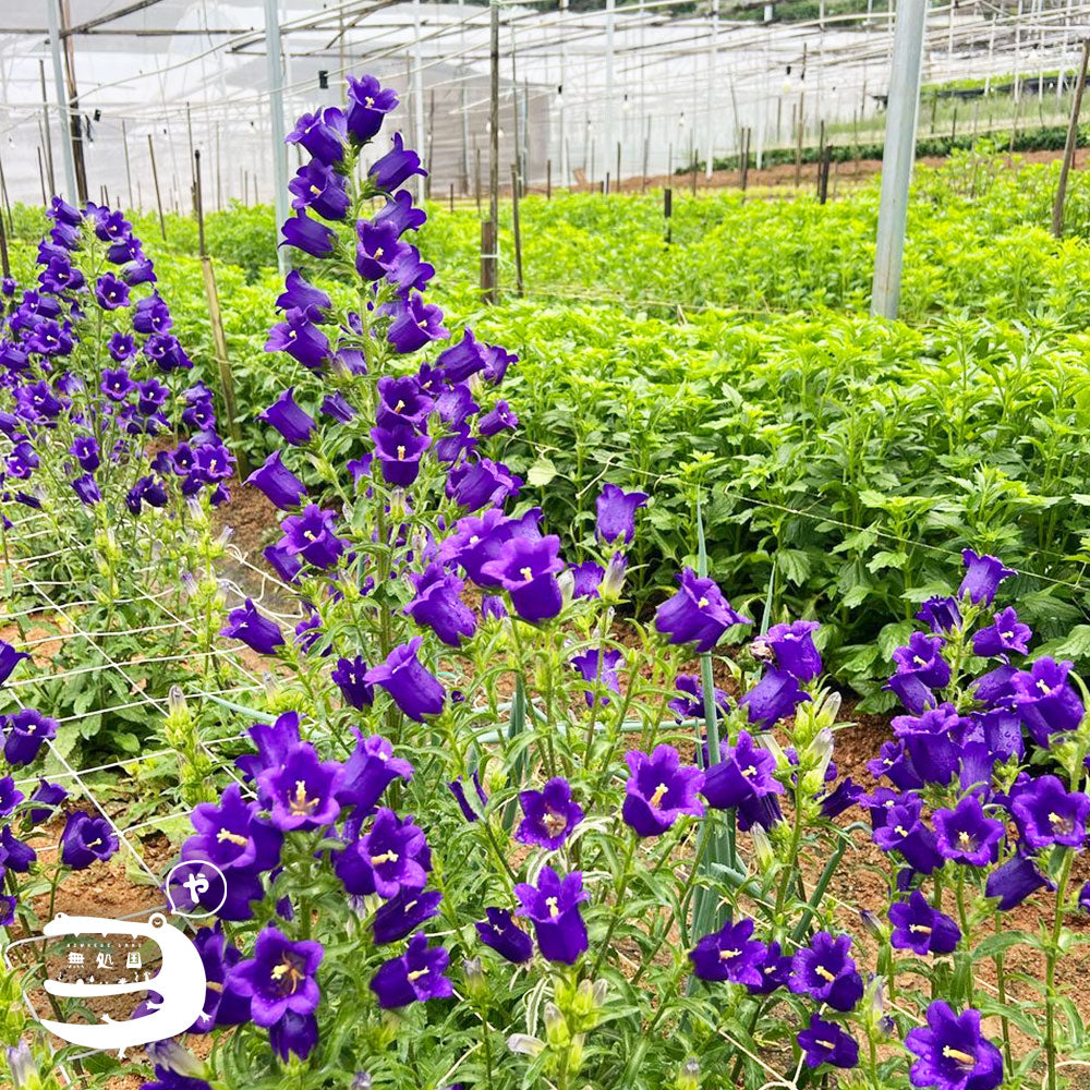 Campanula medium : A-1stem / B-3stems