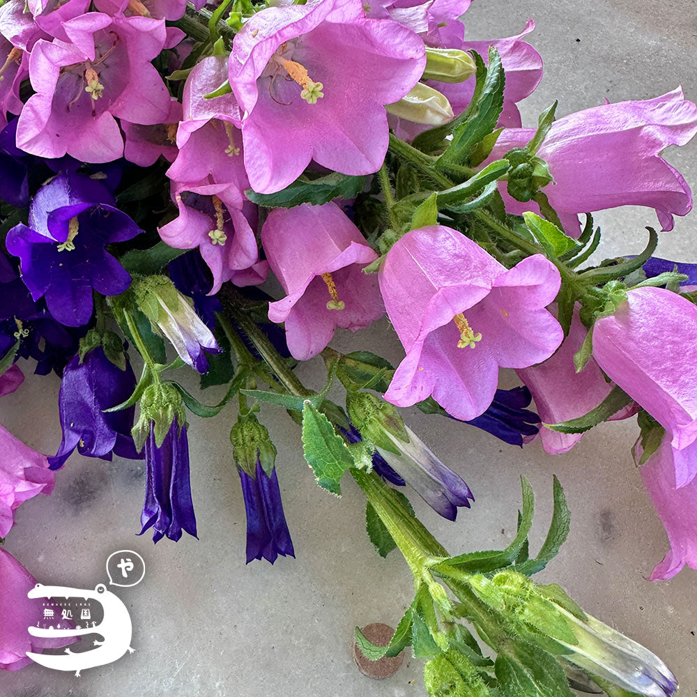 Campanula medium : A-1stem / B-3stems