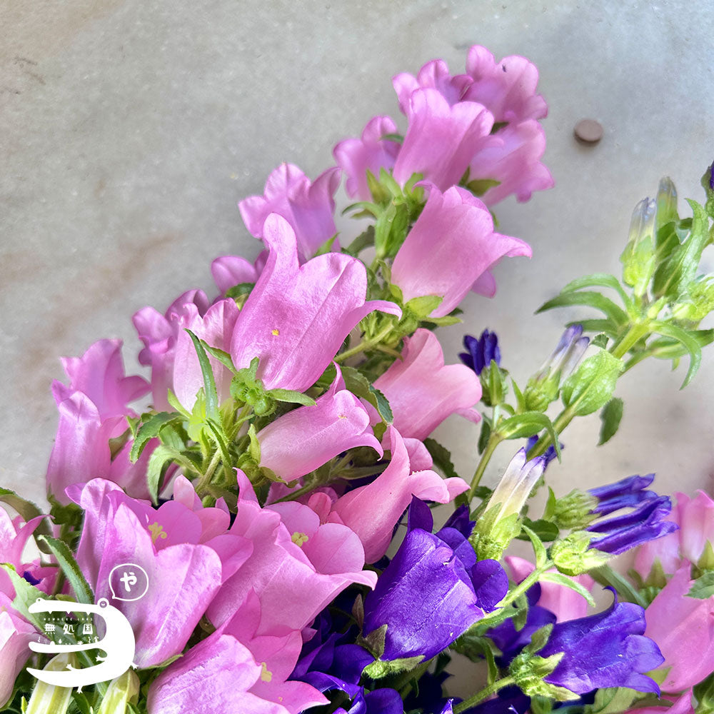 Campanula medium : A-1stem / B-3stems