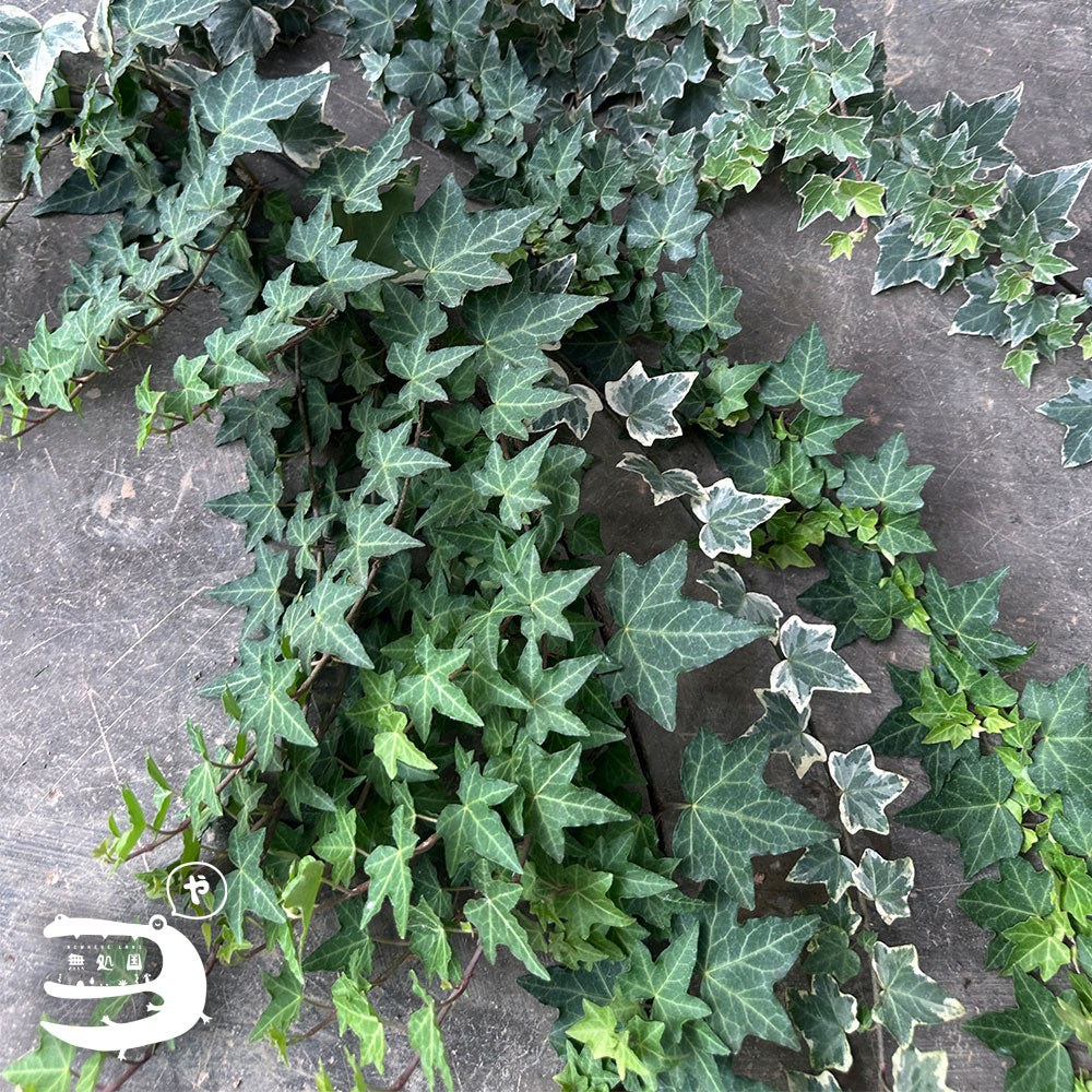 Fresh Ivy Leaves directly send from the farm