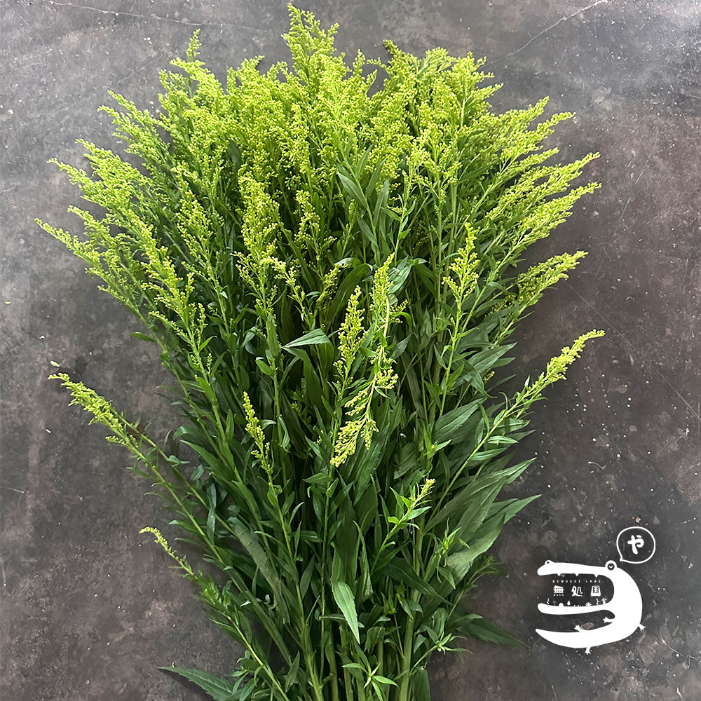 Peacock (Yellow green / Purple): 250g/500g