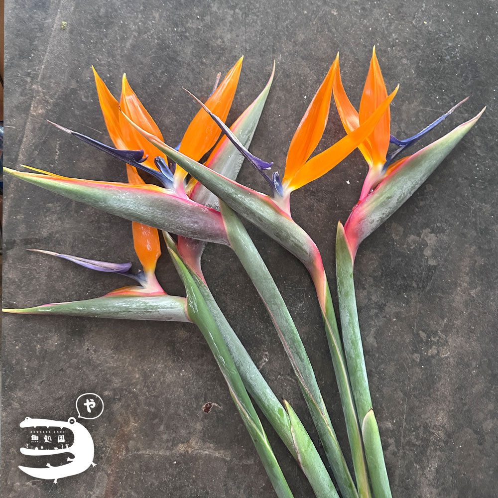 Strelitzia : Bird of Paradise