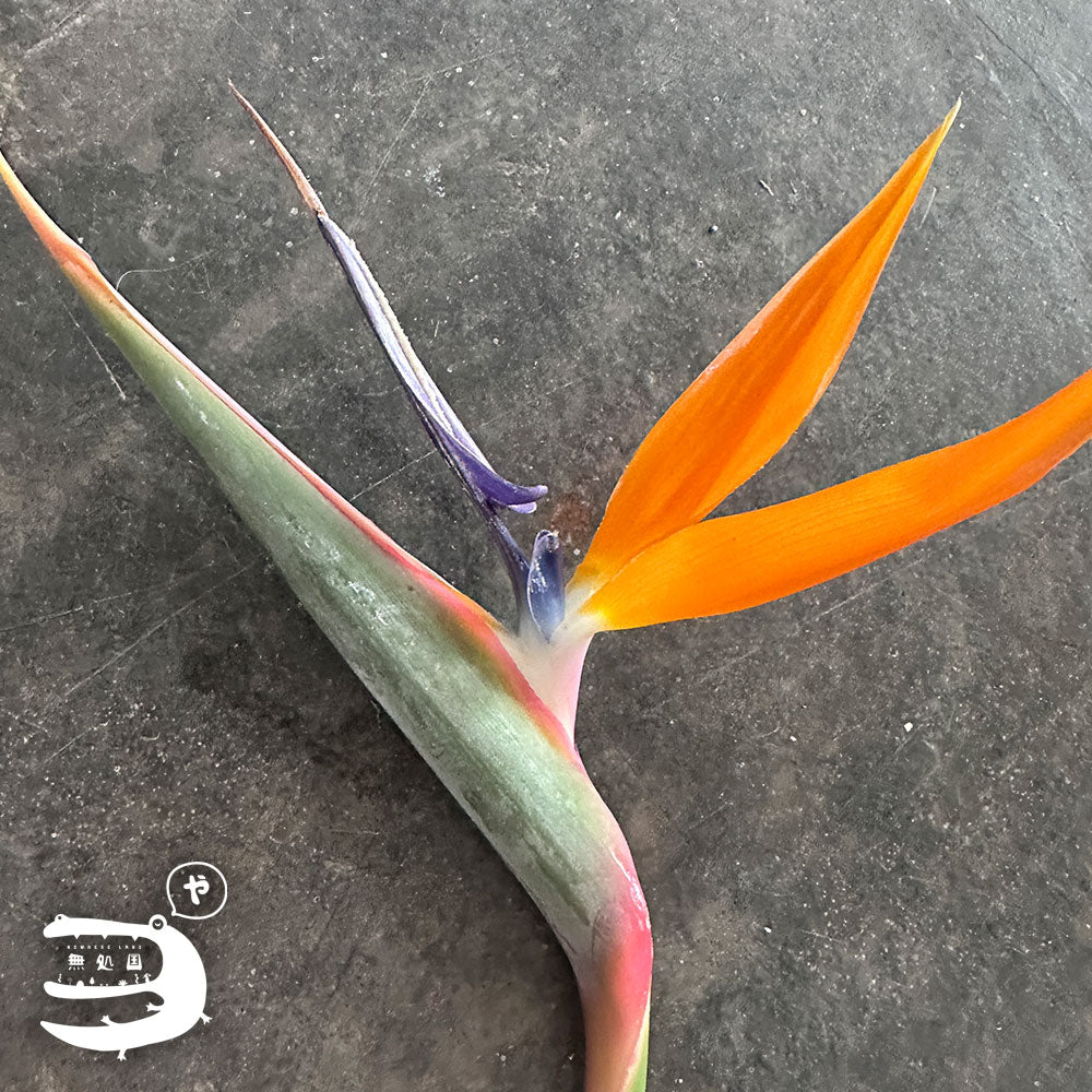 Strelitzia : Bird of Paradise