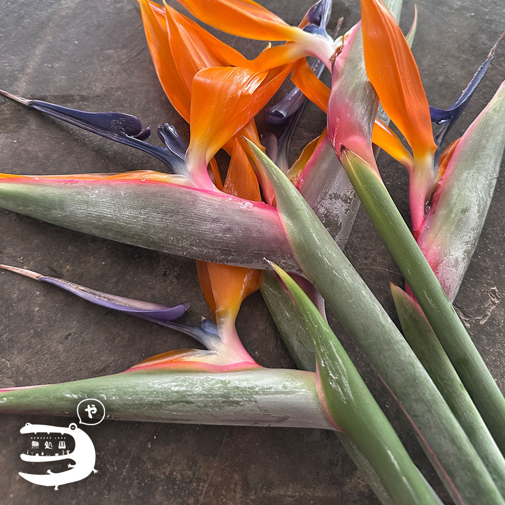 Strelitzia : Bird of Paradise