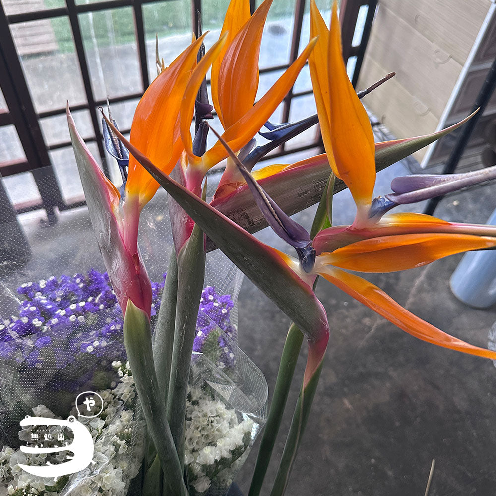 Strelitzia : Bird of Paradise