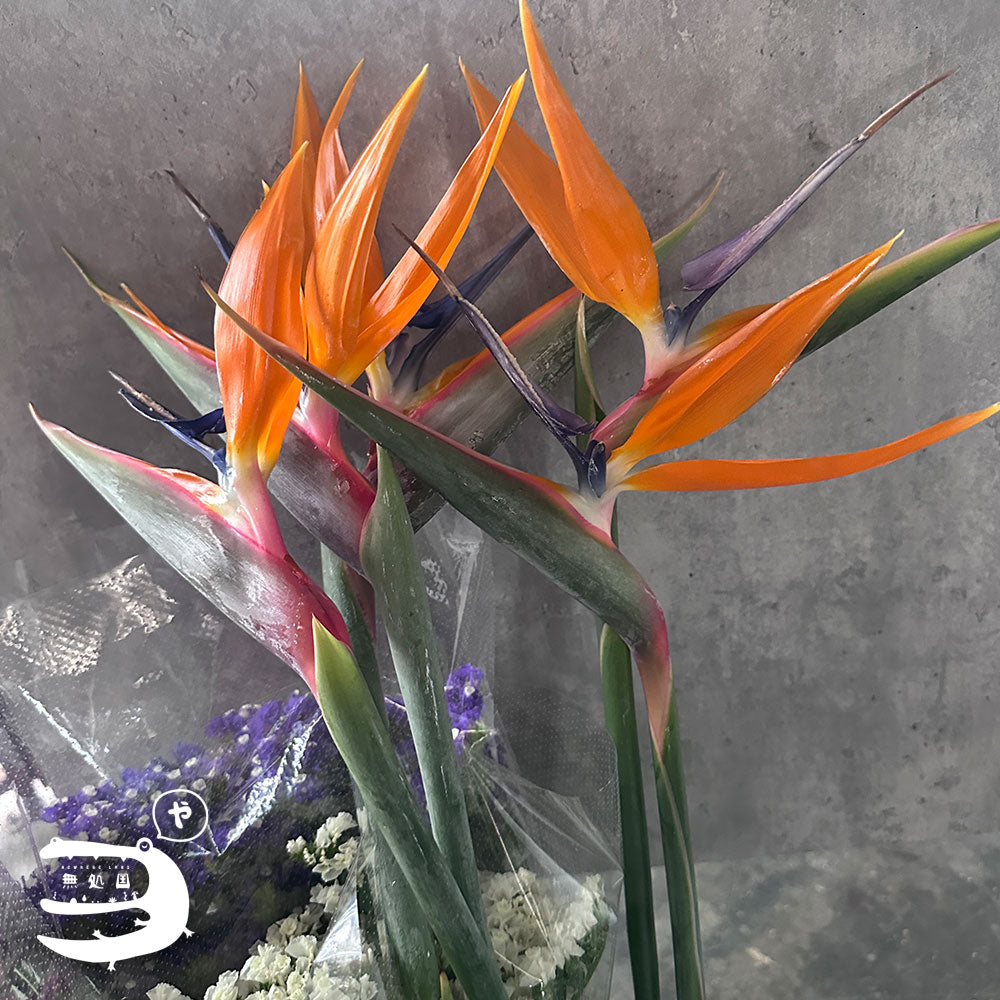 Strelitzia : Bird of Paradise