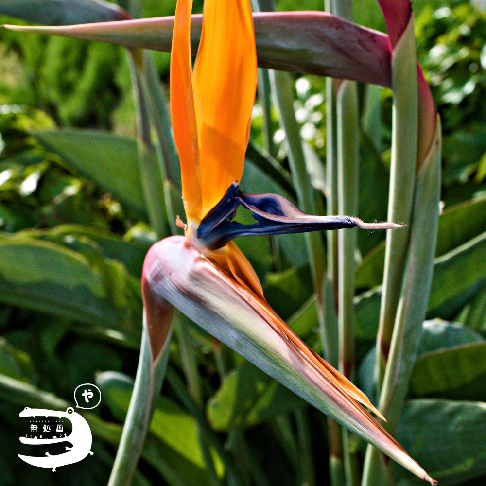 Strelitzia : Bird of Paradise
