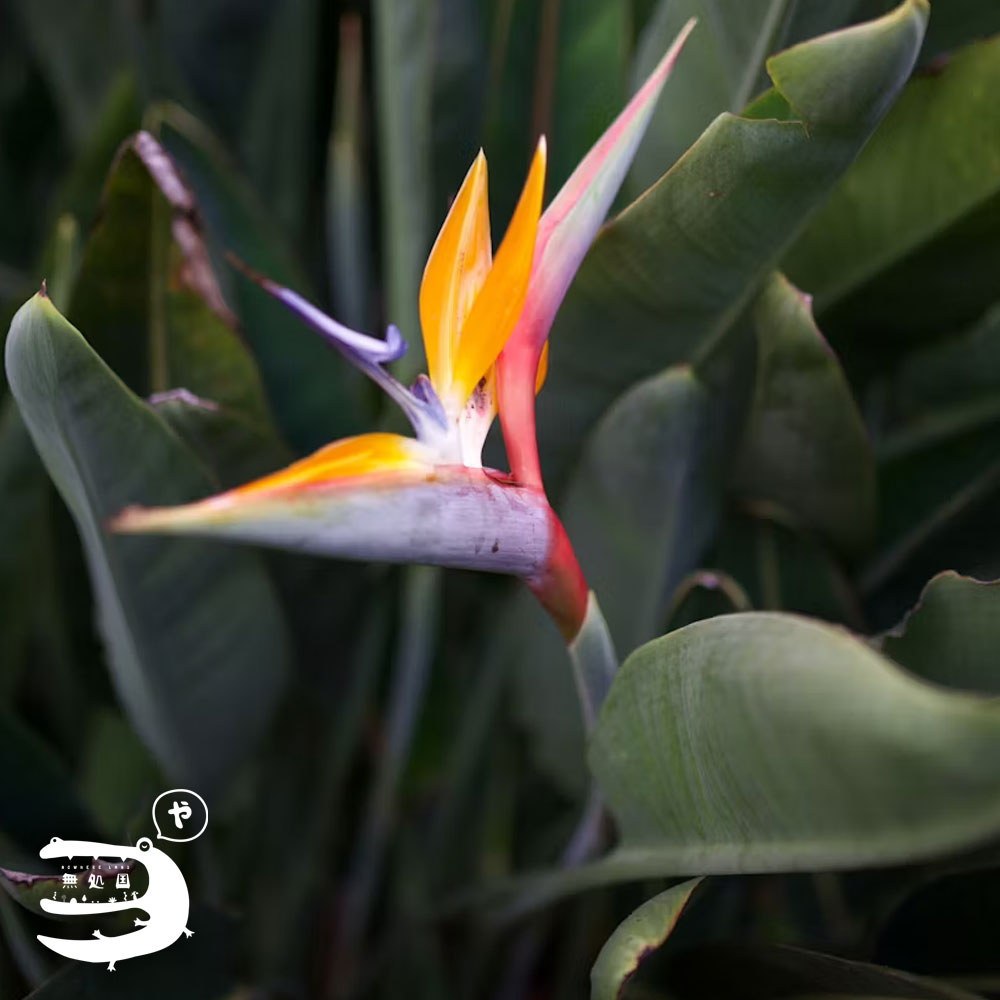 Strelitzia : Bird of Paradise