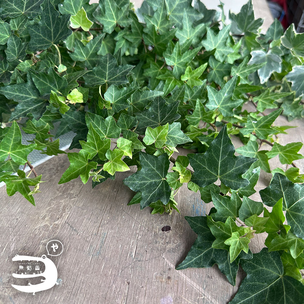 Fresh Ivy Leaves directly send from the farm