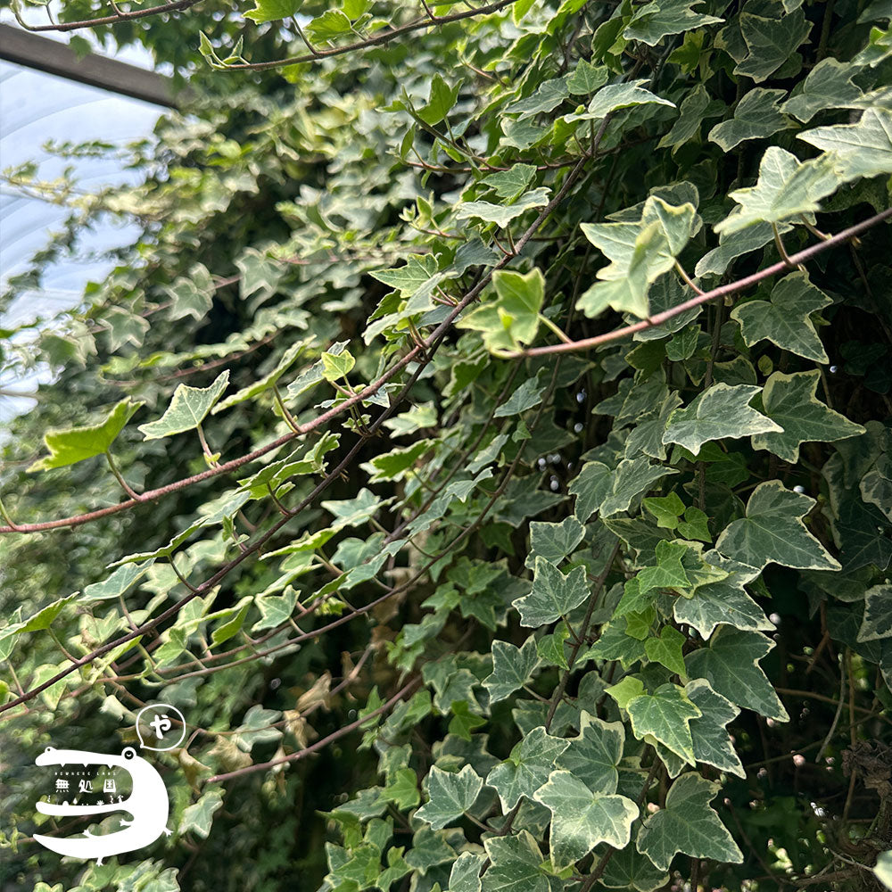 Fresh Ivy Leaves directly send from the farm