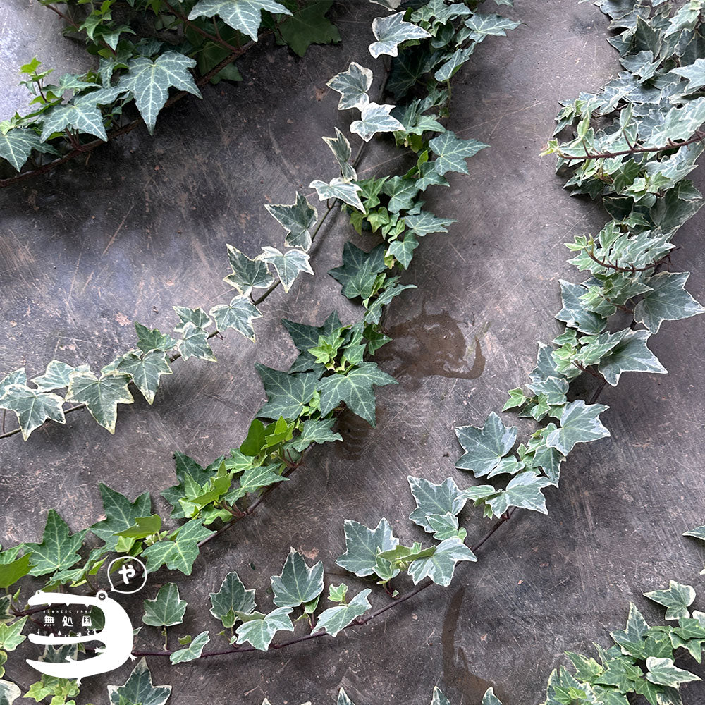 Fresh Ivy Leaves directly send from the farm