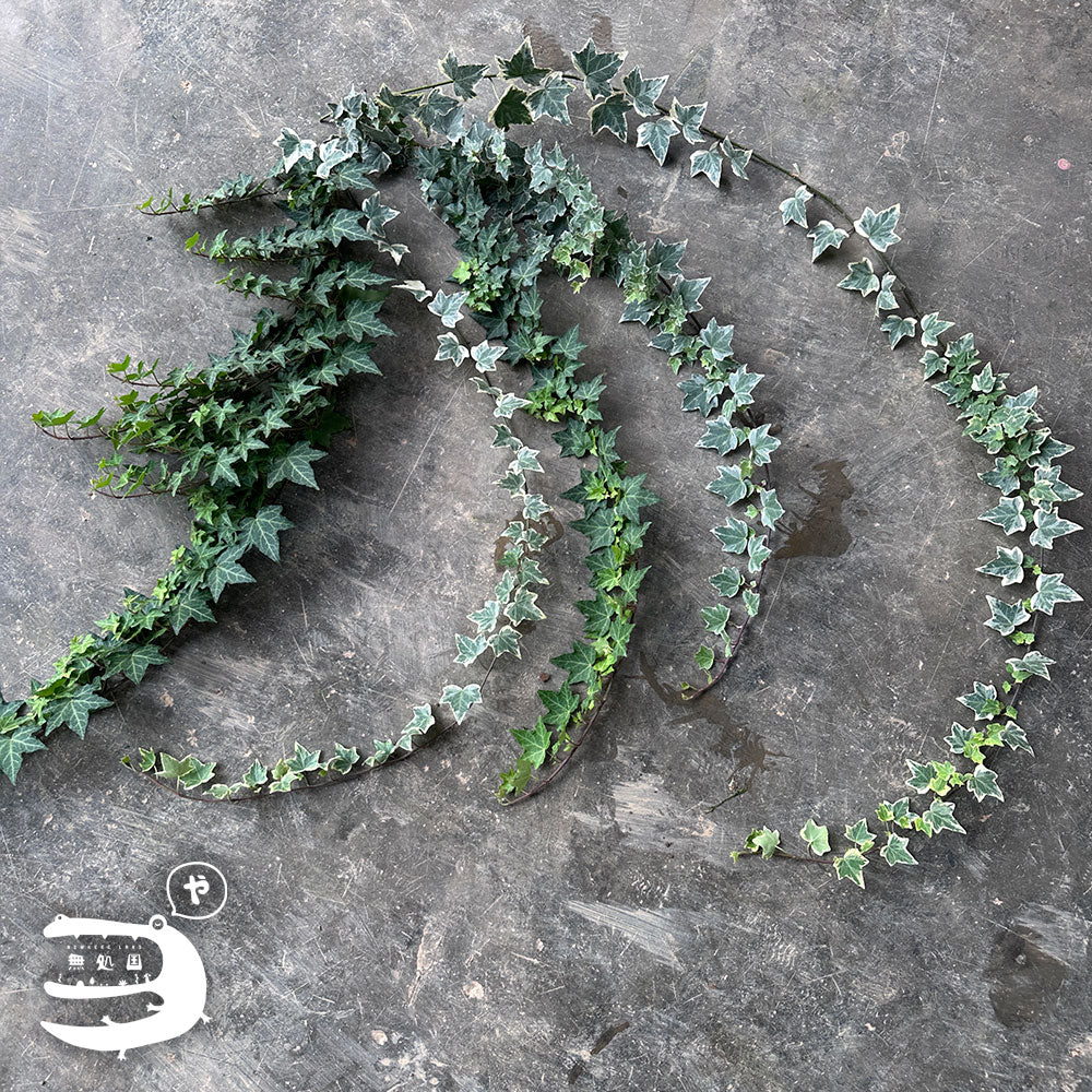 Fresh Ivy Leaves directly send from the farm