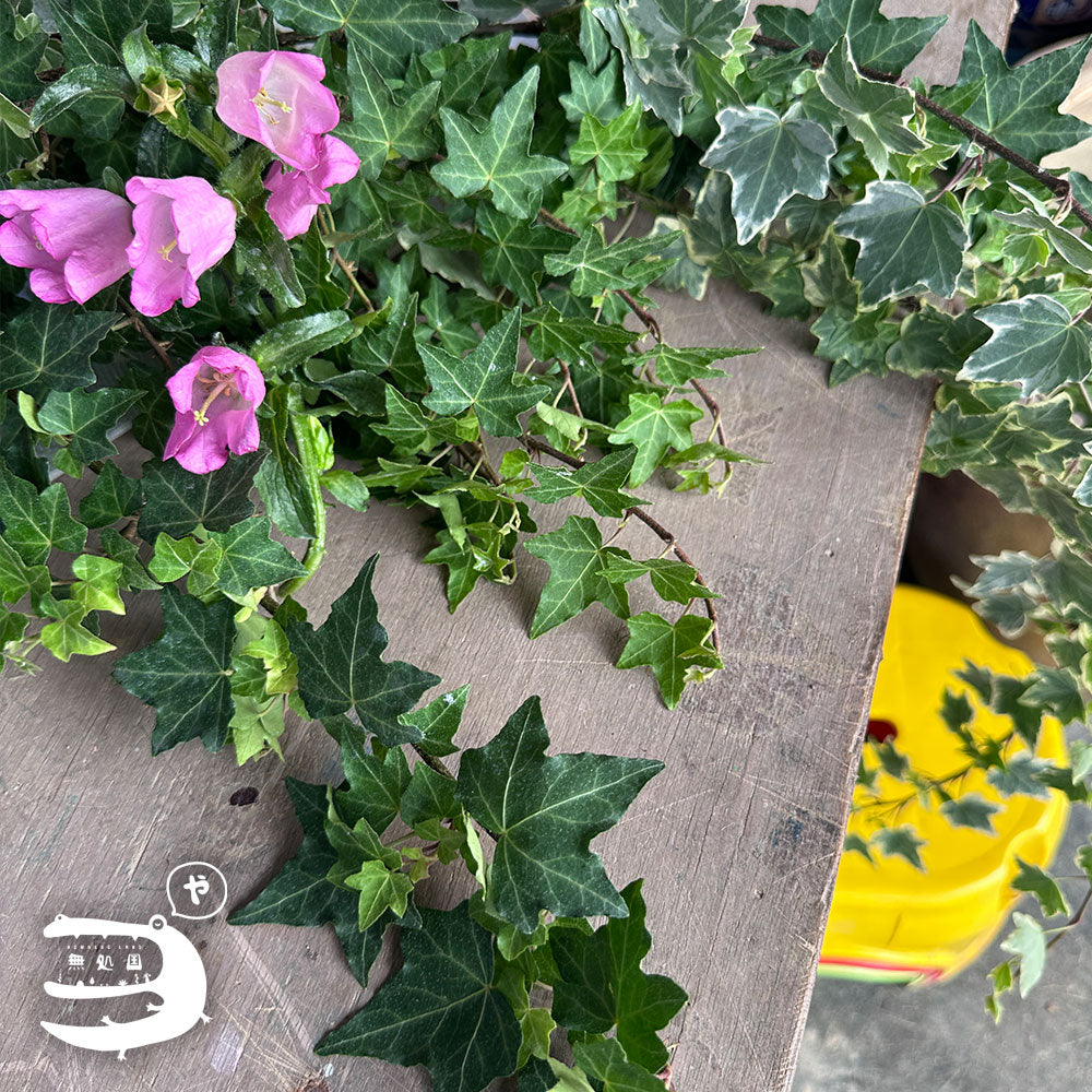 Fresh Ivy Leaves directly send from the farm