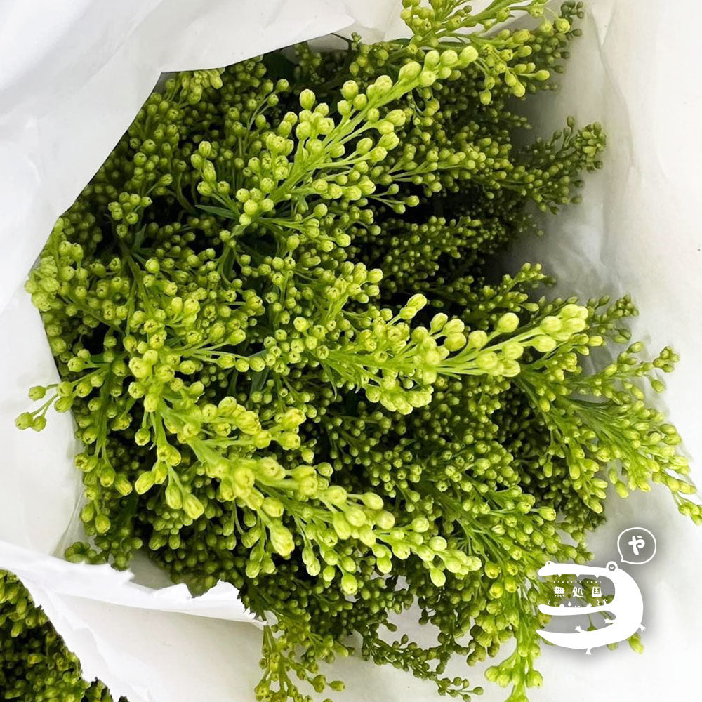 Peacock (Yellow green / Purple): 250g/500g