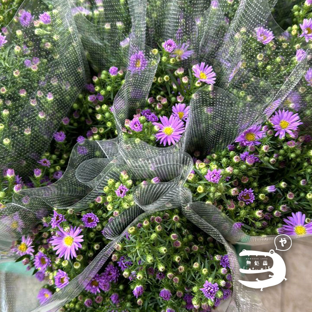 Peacock (Yellow green / Purple): 250g/500g