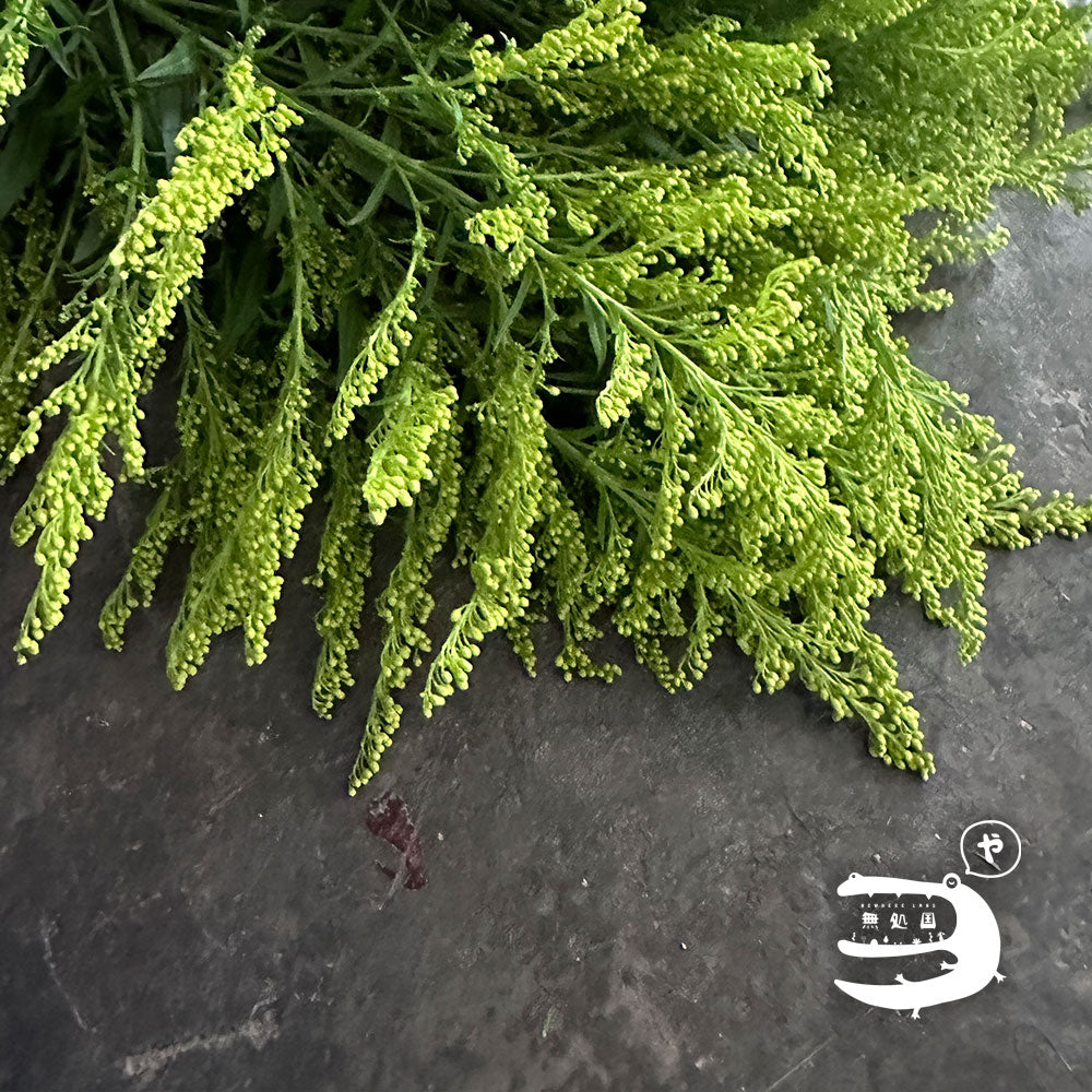 Peacock (Yellow green / Purple): 250g/500g