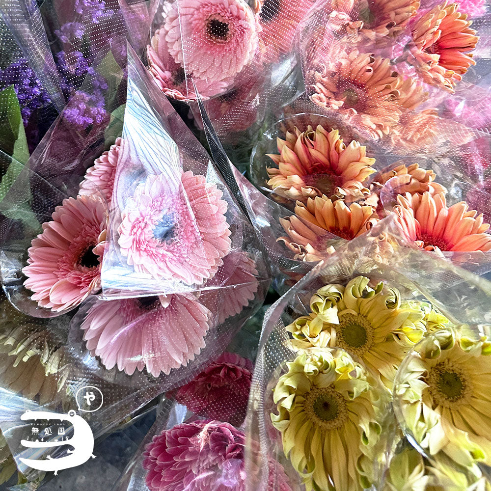 Assorted Gerberas[Top-Grade] : 10stems