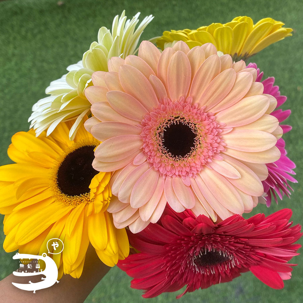 Assorted Gerberas[Top-Grade] : 10stems