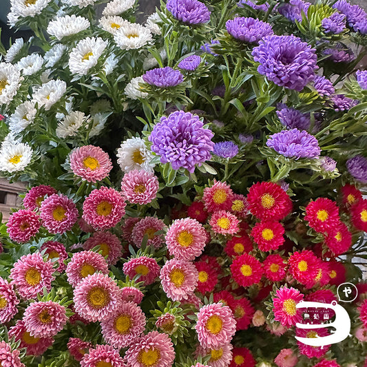 Asther [Half or 1 bundle]: directly send from farm in Cameron Highlands