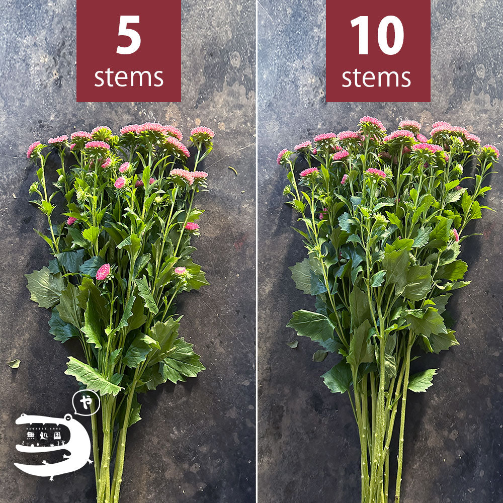 Asther [Half or 1 bundle]: directly send from farm in Cameron Highlands