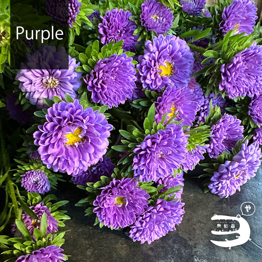 Asther [Half or 1 bundle]: directly send from farm in Cameron Highlands