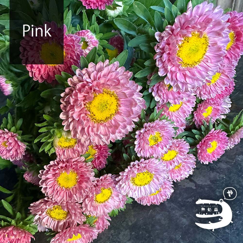 Asther [Half or 1 bundle]: directly send from farm in Cameron Highlands
