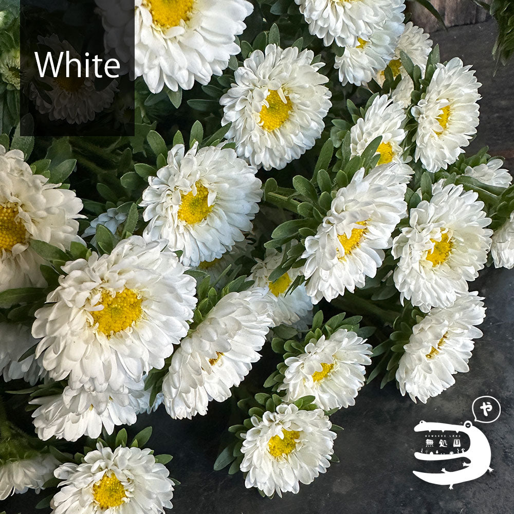 Asther [Half or 1 bundle]: directly send from farm in Cameron Highlands