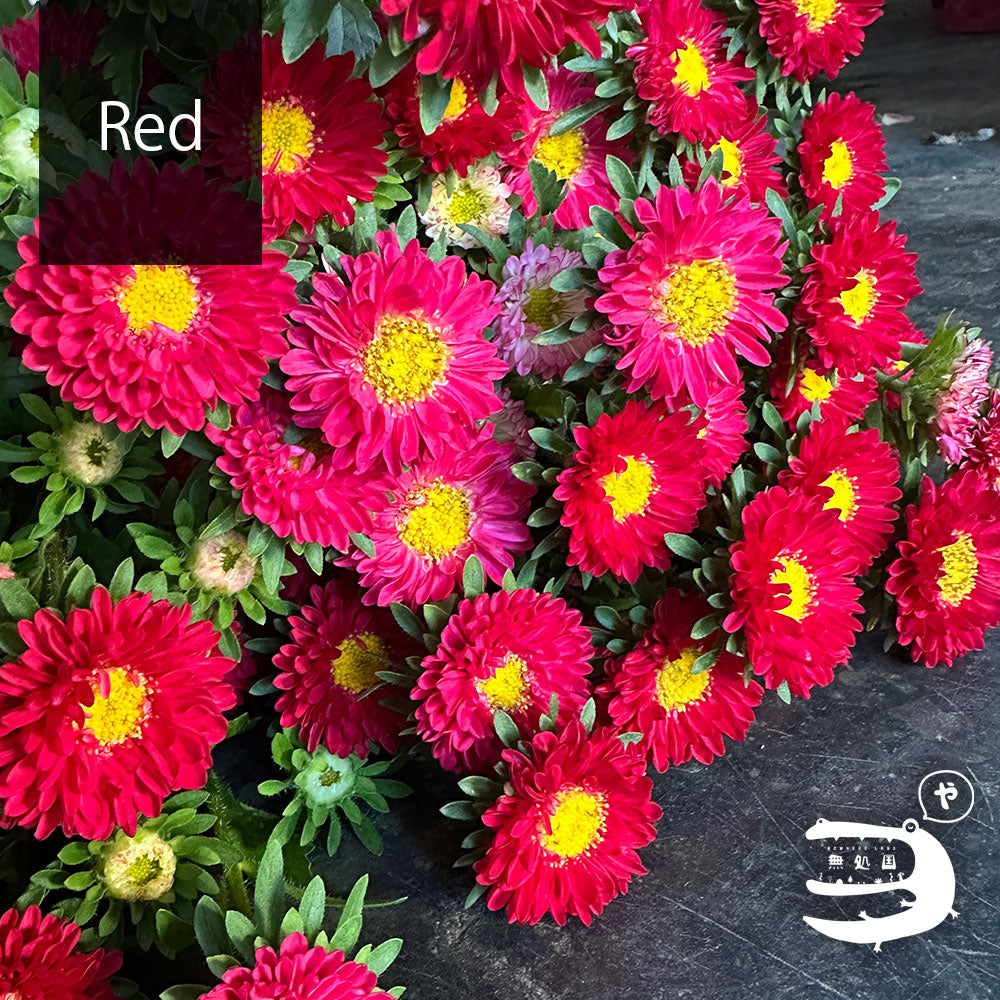 Asther [Half or 1 bundle]: directly send from farm in Cameron Highlands