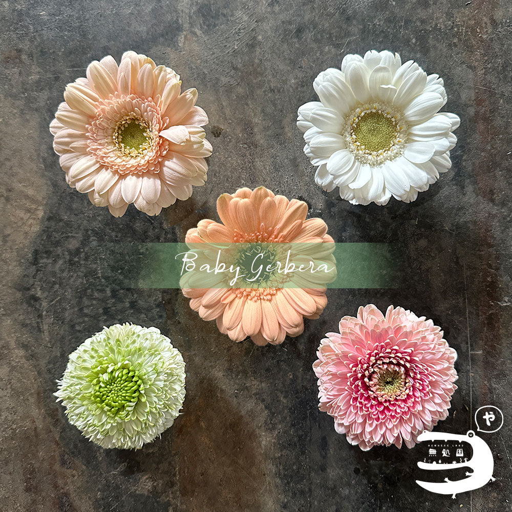 Baby Gerberas: 10 stems– Rare Gerbera Malaysia | Farm Fresh Flowers
