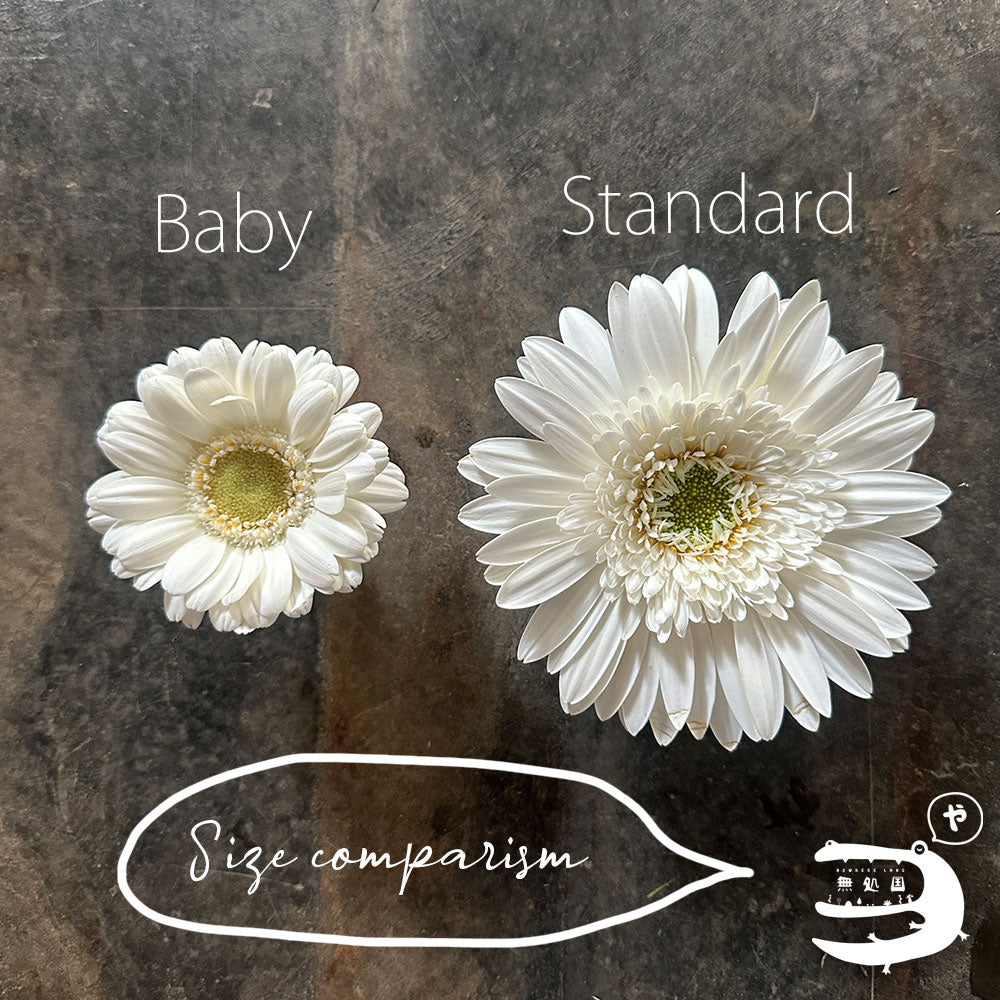 Baby Gerberas: 10 stems– Rare Gerbera Malaysia | Farm Fresh Flowers