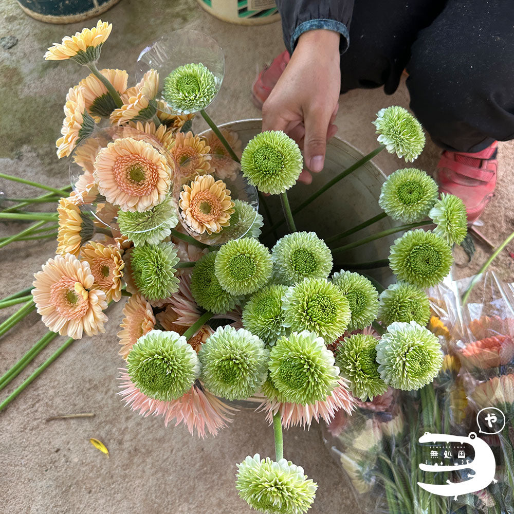 Baby Gerberas: 10 stems– Rare Gerbera Malaysia | Farm Fresh Flowers