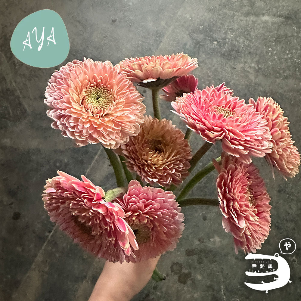 Baby Gerberas: 10 stems– Rare Gerbera Malaysia | Farm Fresh Flowers
