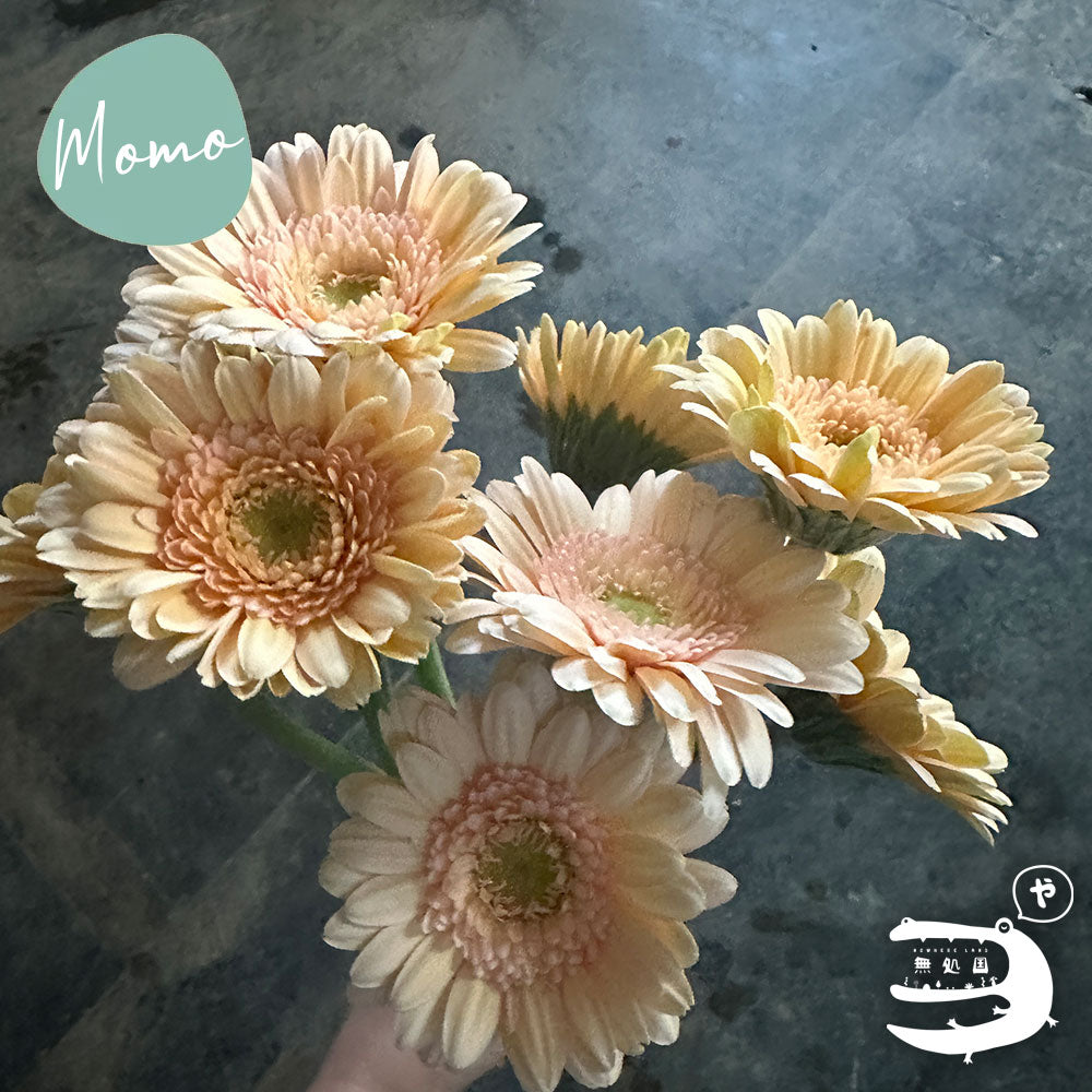 Baby Gerberas: 10 stems– Rare Gerbera Malaysia | Farm Fresh Flowers