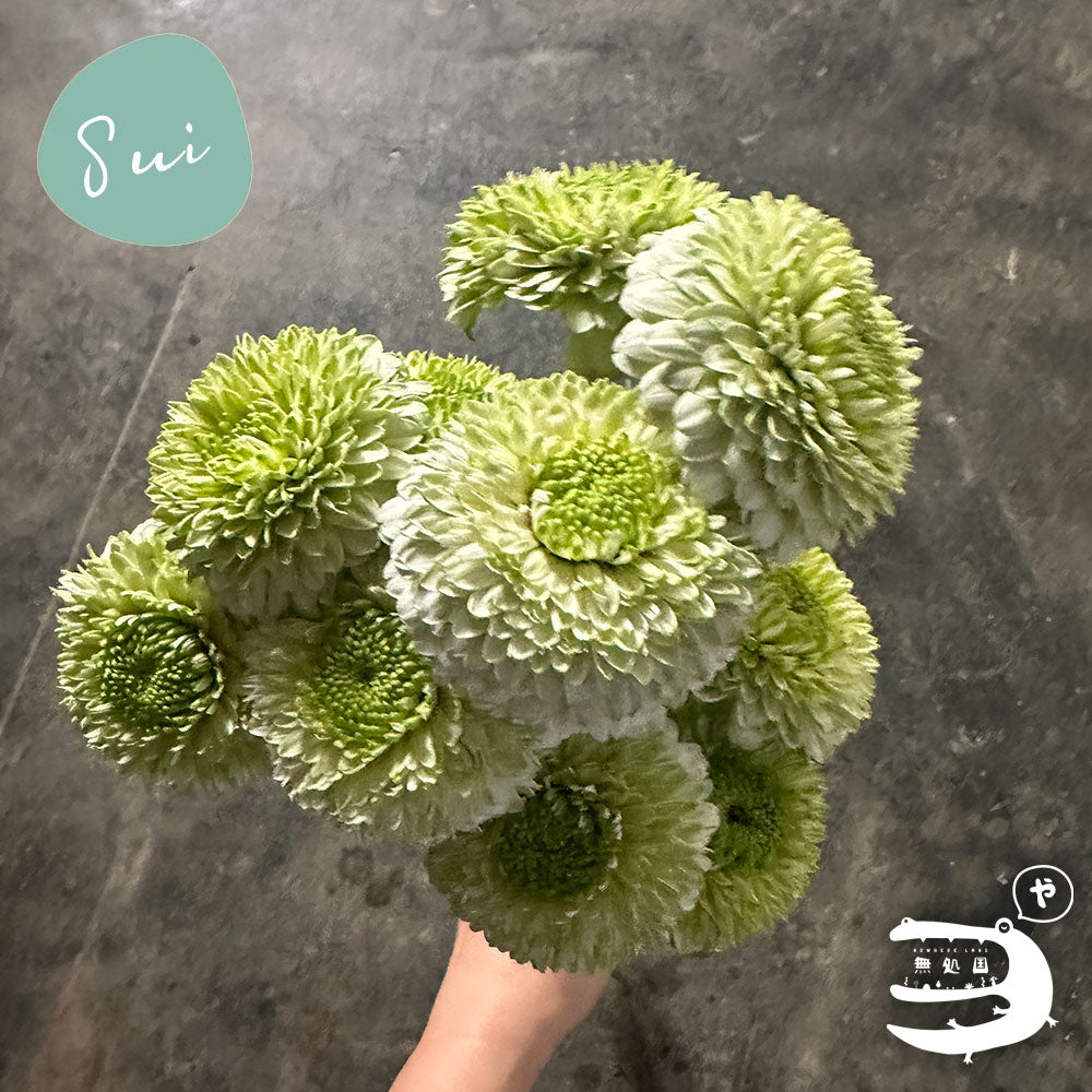 Baby Gerberas: 10 stems– Rare Gerbera Malaysia | Farm Fresh Flowers