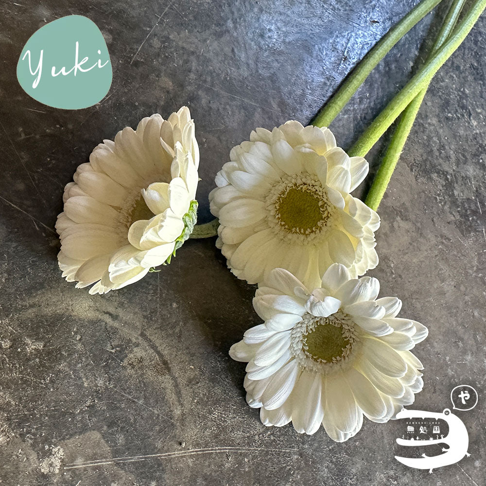 Baby Gerberas: 10 stems– Rare Gerbera Malaysia | Farm Fresh Flowers