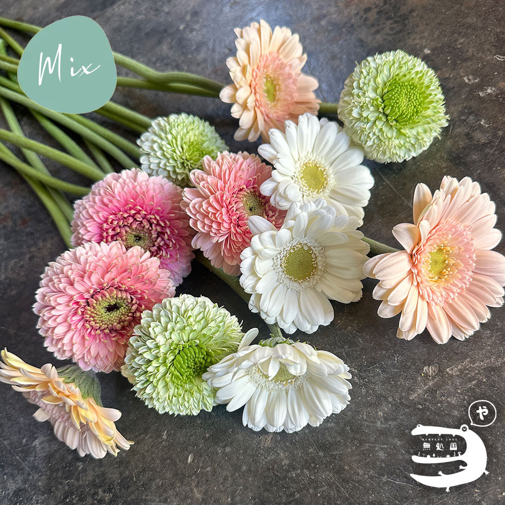 Baby Gerberas: 10 stems– Rare Gerbera Malaysia | Farm Fresh Flowers