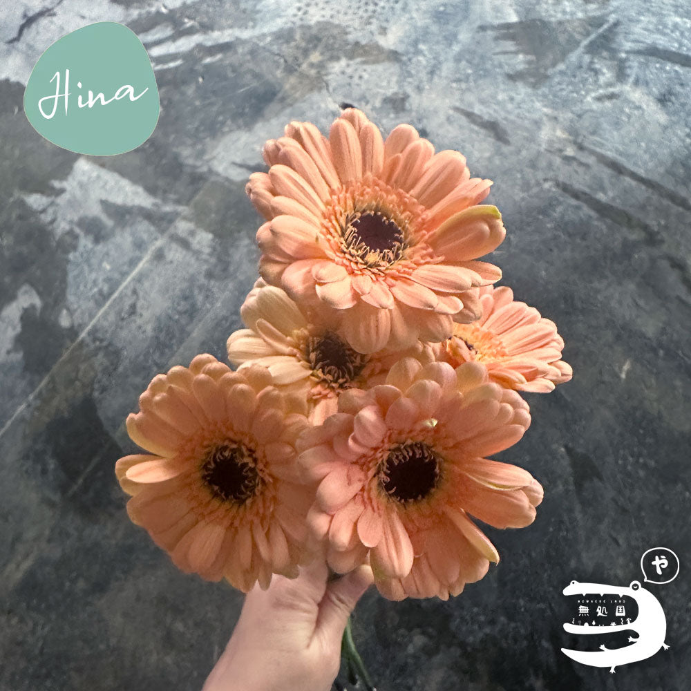 Baby Gerberas: 10 stems– Rare Gerbera Malaysia | Farm Fresh Flowers