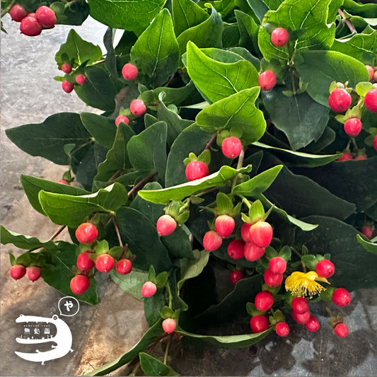 Hypericum Berry [Top-Grade] : 150g/300g