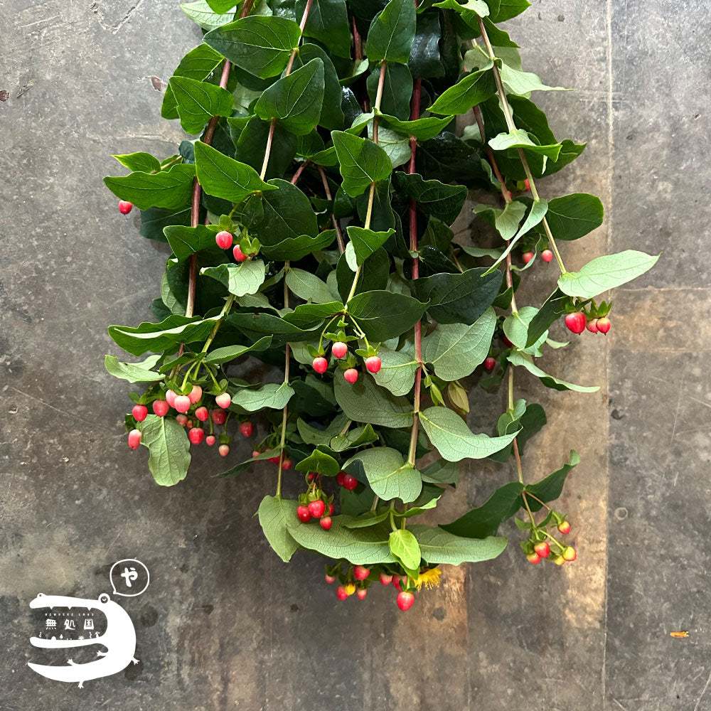 Hypericum Berry [Top-Grade] : 150g/300g