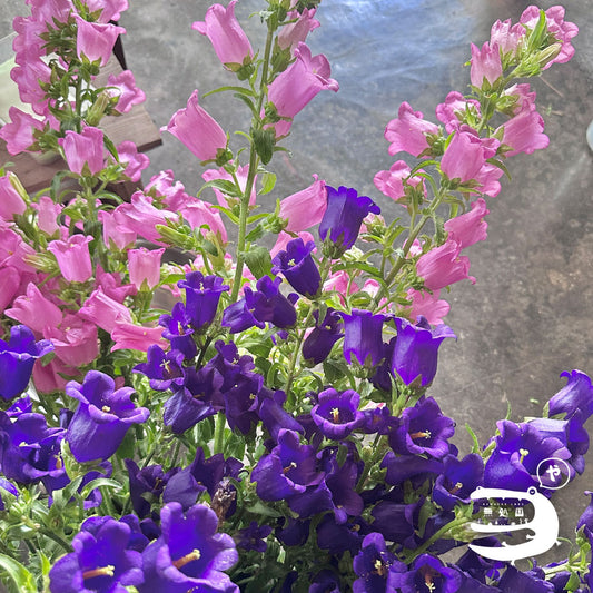 Campanula medium : 3 stems/ 5 stems